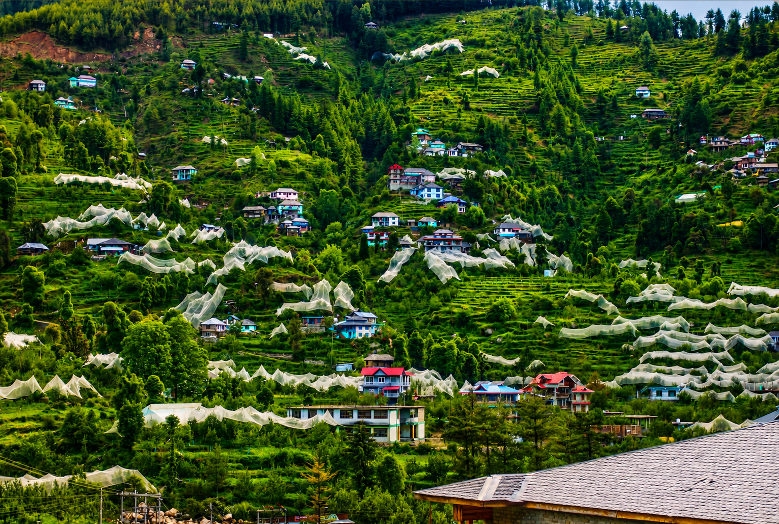 Janjehli , Trip to Janjehli , Mandi Himachal .