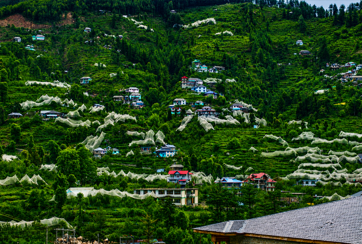 janjehli, Mandi
